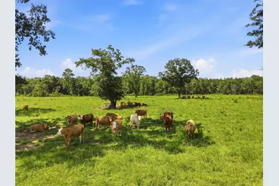520 Acres US Hwy 331 N, Defuniak Springs, FL 32433 - Photo 41