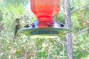 3066 Brandon Dunes Ln, Laurel Hill, FL 32567 - Photo 35
