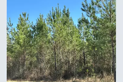Tract#6317 N Harris Stevenson Road, Bonifay, FL 32425 - Photo 11