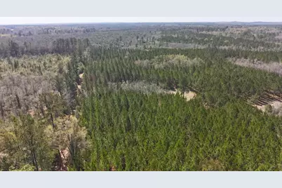 Tract#6416 Brock Road, Caryville, FL 32427 - Photo 3