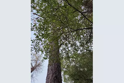 Lot 37 Diane Place, Chipley, FL 32428 - Photo 29