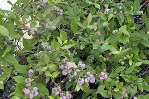 5997 Forest Bay Ave, Gulf Breeze, FL 32563 - Photo 51