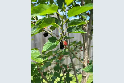 5997 Forest Bay Avenue, Gulf Breeze, FL 32563 - Photo 49