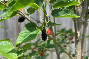 5997 Forest Bay Ave, Gulf Breeze, FL 32563 - Photo 49