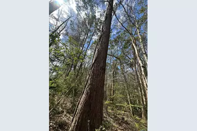 Tract#6409 Davis Road, Caryville, FL 32427 - Photo 11