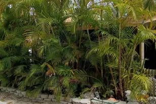 101551 Overseas Hwy, Key Largo, FL 33037 - Photo 63