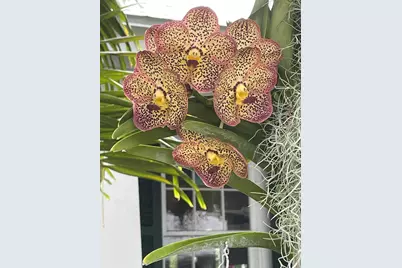 907 Frances Street, Key West, FL 33040 - Photo 49
