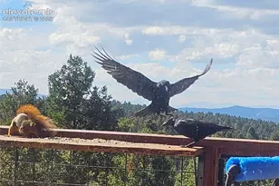 87 Bonanza Cir, Florissant, CO 80816 - Photo 23
