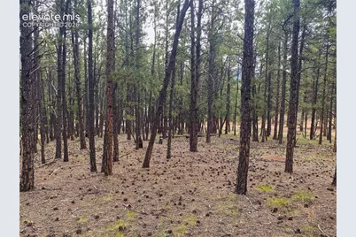 60 Pickens Road, Florissant, CO 80816 - Photo 7