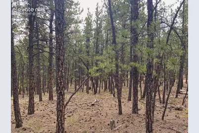 60 Pickens Road, Florissant, CO 80816 - Photo 5