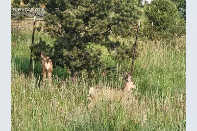 135 Rangely Drive, Colorado Springs, CO 80921 - Photo 5