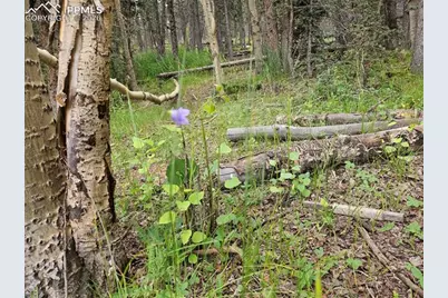 702 Lake Drive, Divide, CO 80814 - Photo 19