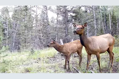 4797 County Road 42, Divide, CO 80814 - Photo 25
