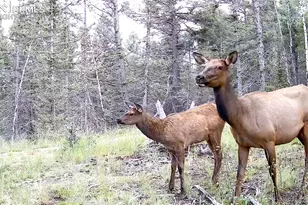 4797 Co Rd 42, Divide, CO 80814 - Photo 25