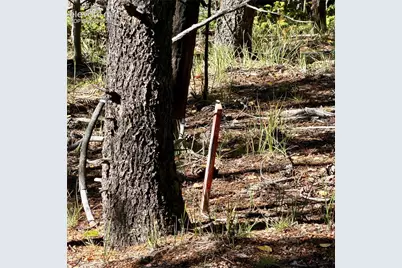773 Timber Ridge Road, Divide, CO 80814 - Photo 19