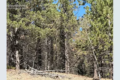 36 Miller Creek Road, Divide, CO 80814 - Photo 17