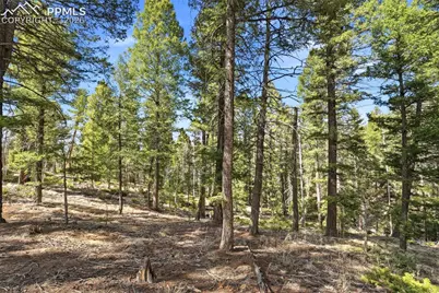 278 Cherry Lake Drive, Divide, CO 80814 - Photo 19