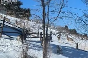 320 Columbine Rd, Palmer Lake, CO 80133 - Photo 43