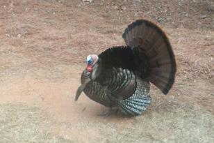 118 Copper Leaf Way - Photo 31