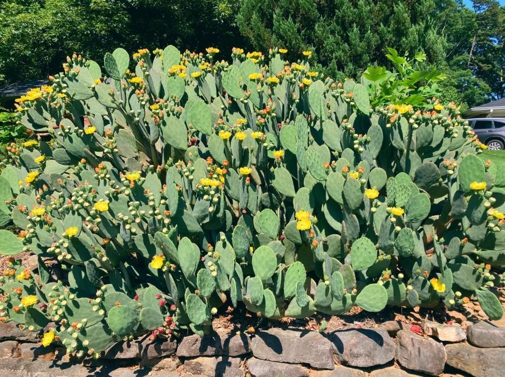 1745 Moonstone Ct, Decatur GA  30033-1411 exterior