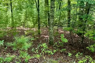 0 Hillbilly Holler, Blue Ridge, GA 30513 - Photo 5