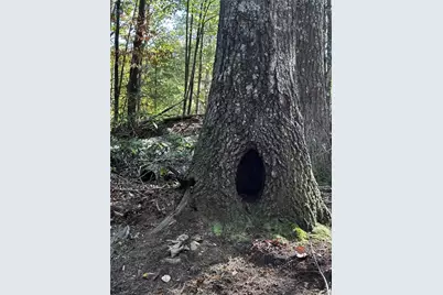 Tract3 Turniptown Road, Ellijay, GA 30536 - Photo 45