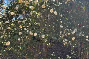 2095 Shallowford Park Manor, Roswell, GA 30075 - Photo 47