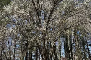 2095 Shallowford Park Manor, Roswell, GA 30075 - Photo 45