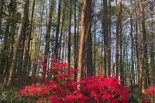 2095 Shallowford Park Manor, Roswell, GA 30075 - Photo 43