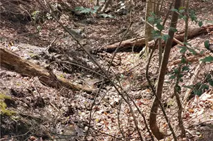 392 Beaver Ridge Rd, Jasper, GA 30143 - Photo 41