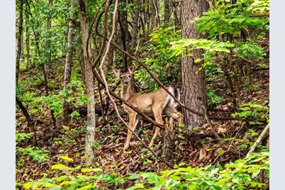 234 Stirratt Road, Ranger, GA 30734 - Photo 13