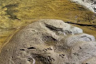 0 Conniston Rd, Chatsworth, GA 30705 - Photo 5