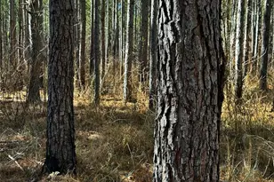 0 Conniston Rd, Chatsworth, GA 30705 - Photo 19