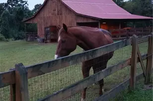 1096 Sutton Mill Rd, Clarkesville, GA 30523 - Photo 81