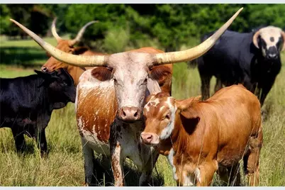 947 Bellhouse Road, Macon, GA 31217 - Photo 3