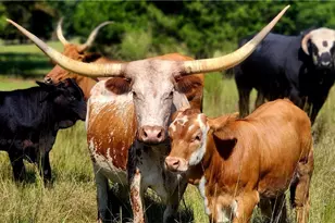 947 Bellhouse Rd, Macon, GA 31217 - Photo 3