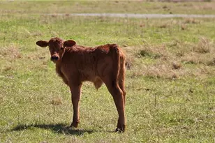 947 Bellhouse Rd, Macon, GA 31217 - Photo 113