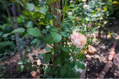 176 Oakland Way, Dallas, GA 30157 - Photo 55