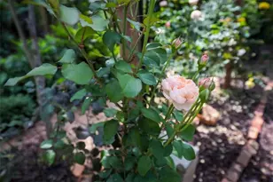 176 Oakland Way, Dallas, GA 30157 - Photo 55