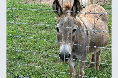 669 Nicklesville Road NE, Resaca, GA 30735 - Photo 3