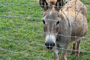 669 Nicklesville Rd NE, Resaca, GA 30735 - Photo 3