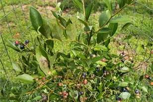 1224 Texas Valley Rd NW, Rome, GA 30165 - Photo 59