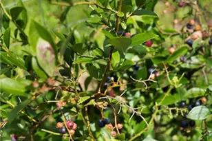 1224 Texas Valley Rd NW, Rome, GA 30165 - Photo 61