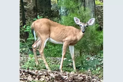 0 Oak Ridge Court, Jasper, GA 30143 - Photo 3