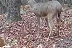 159 Moores Ferry Rd, Plainville, GA 30733 - Photo 43