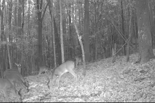 159 Moores Ferry Rd, Plainville, GA 30733 - Photo 41