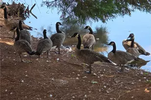 532 Autumn Shore Dr, Lawrenceville, GA 30044 - Photo 59