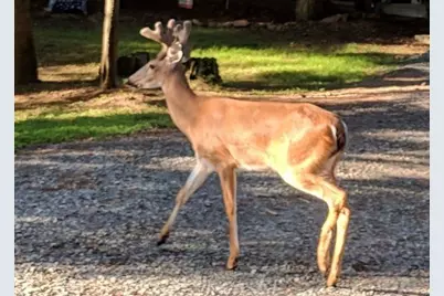 122 Acadia Drive, Ellijay, GA 30540 - Photo 57