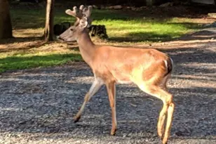 122 Acadia Dr, Ellijay, GA 30540 - Photo 57