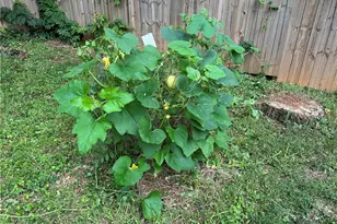 1909 Cindy Dr, Decatur, GA 30032 - Photo 37